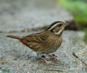 Хөмрөг (Самнаа хөмрөг)